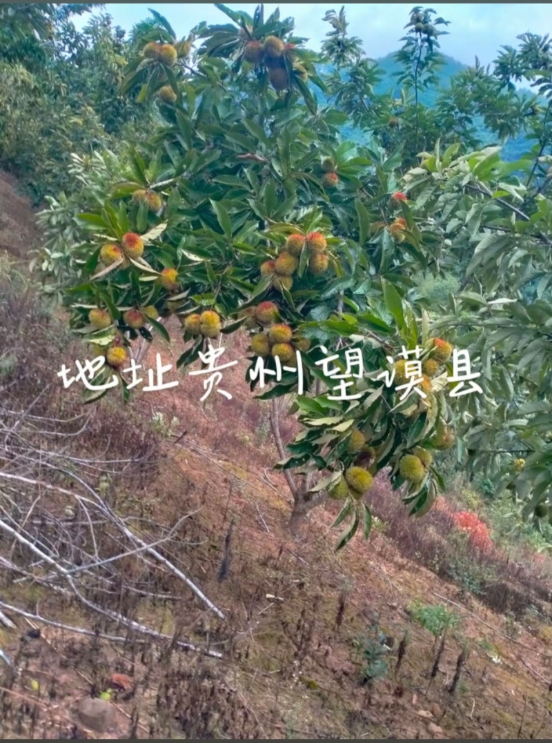 板栗