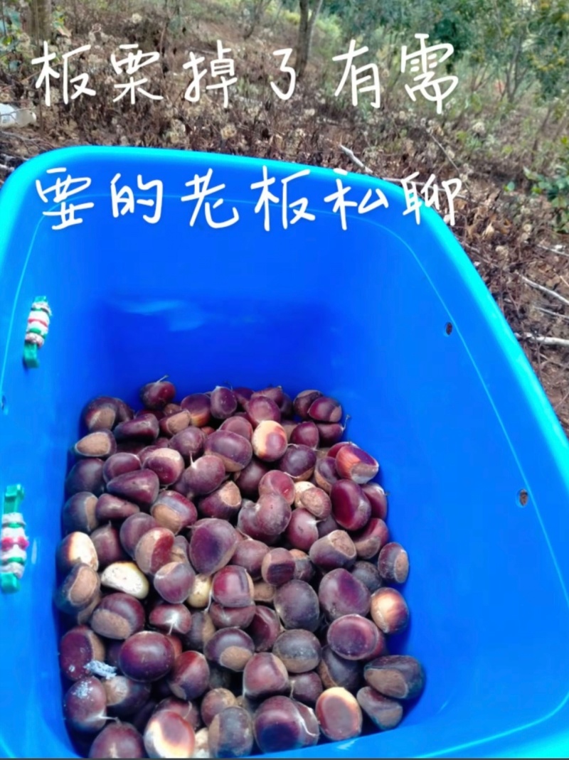 板栗