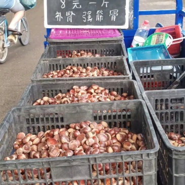 板栗