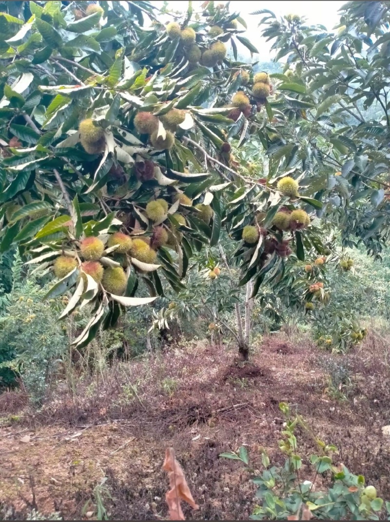 板栗