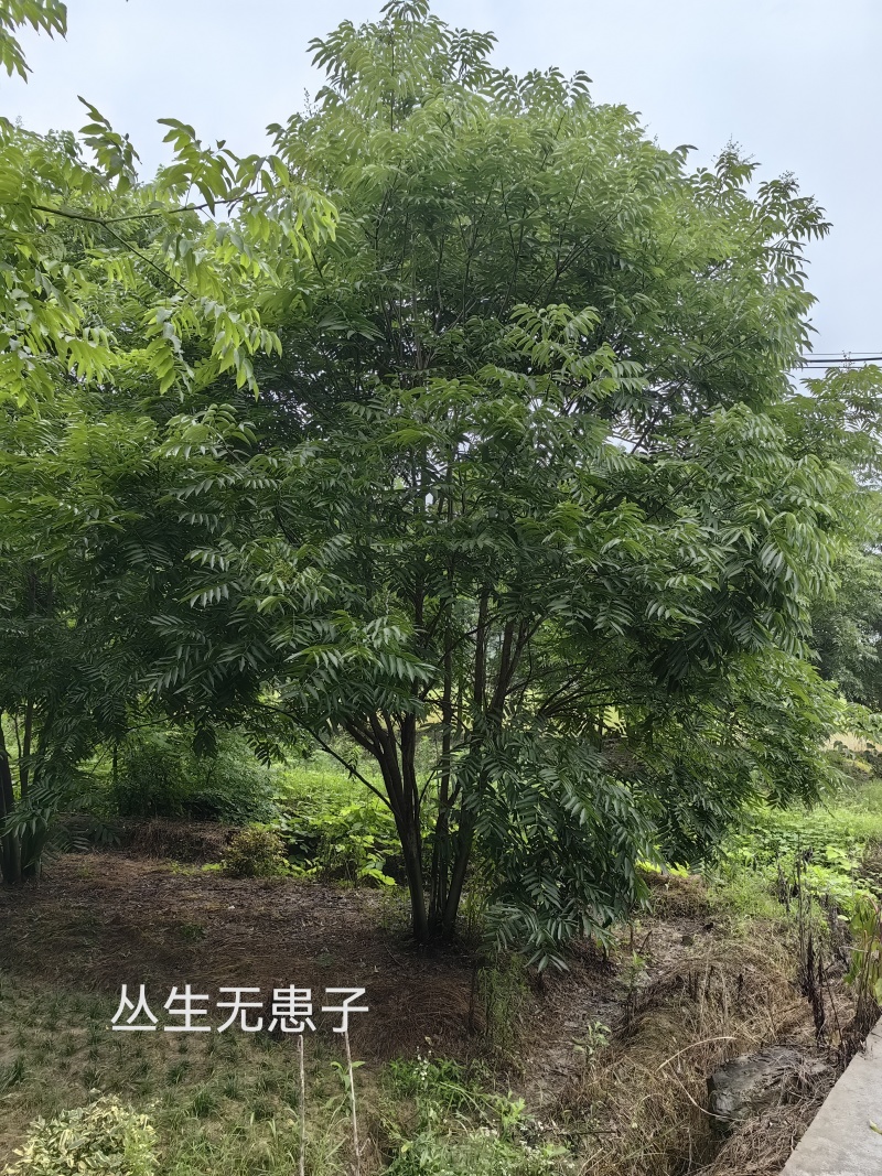 丛生无患子树大量供应现挖现发欢迎来电洽谈