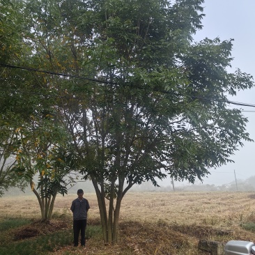 丛生无患子树大量供应现挖现发欢迎来电洽谈