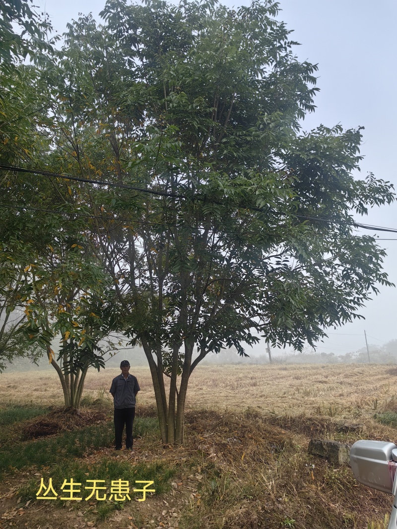 丛生无患子树大量供应现挖现发欢迎来电洽谈