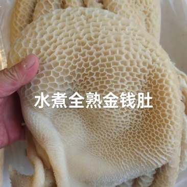 金钱肚
