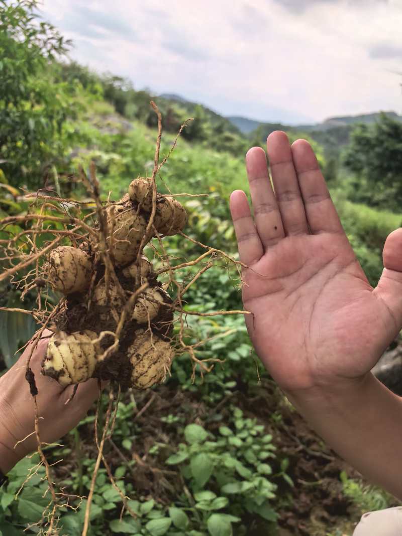 多花黄精