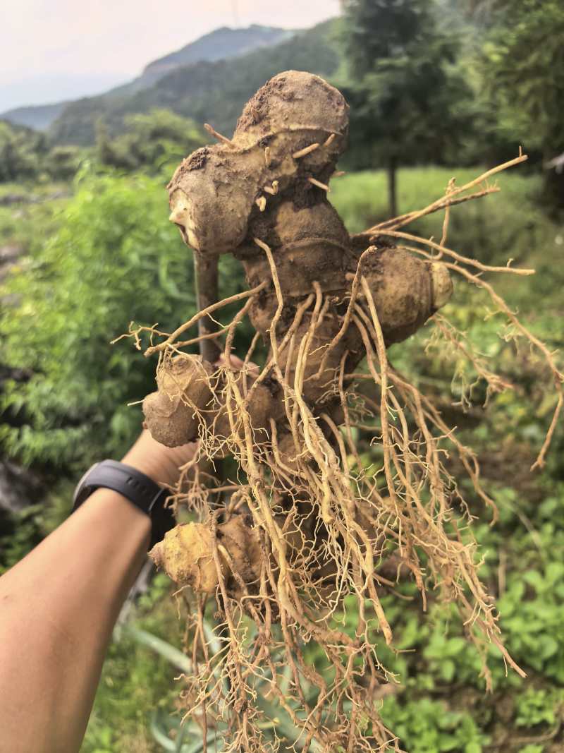 多花黄精
