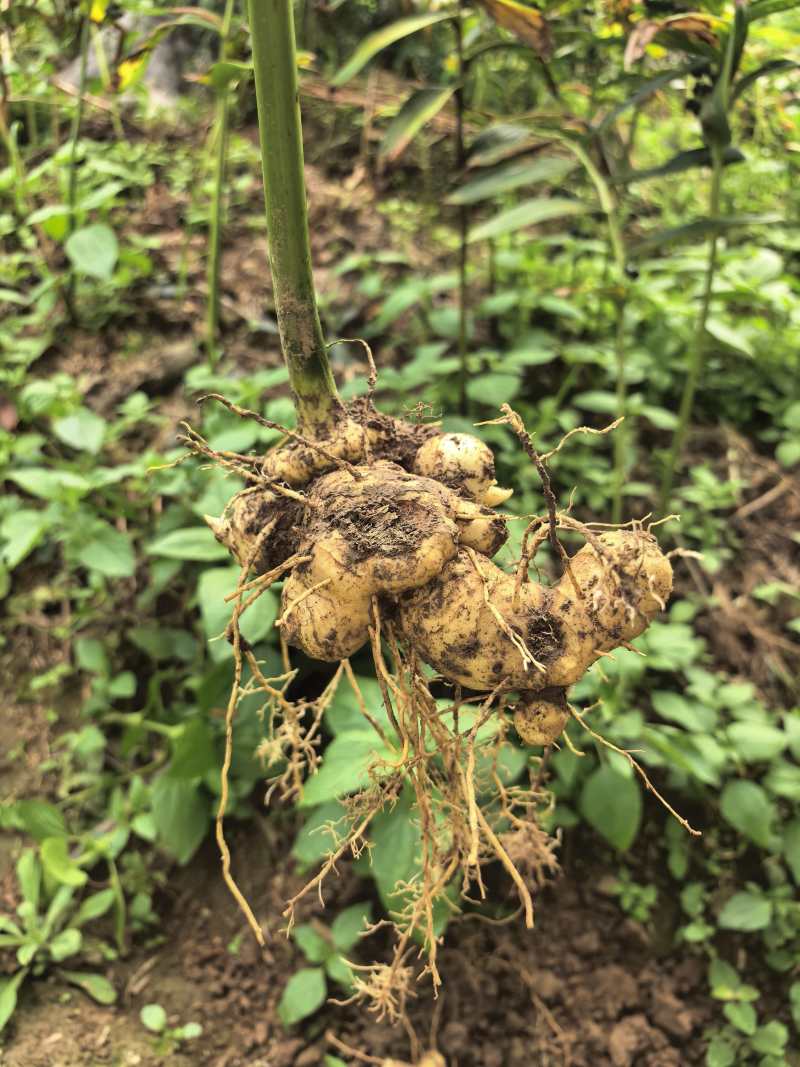 多花黄精