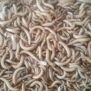 黄粉虫