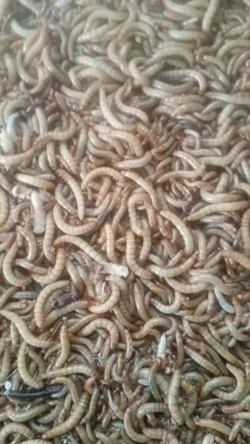 黄粉虫