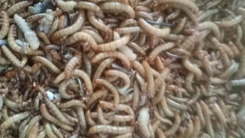 黄粉虫