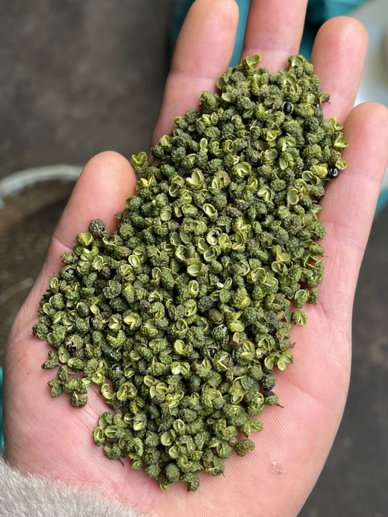 云南昭通青花椒大量上市需要的联系批发零售代办。
