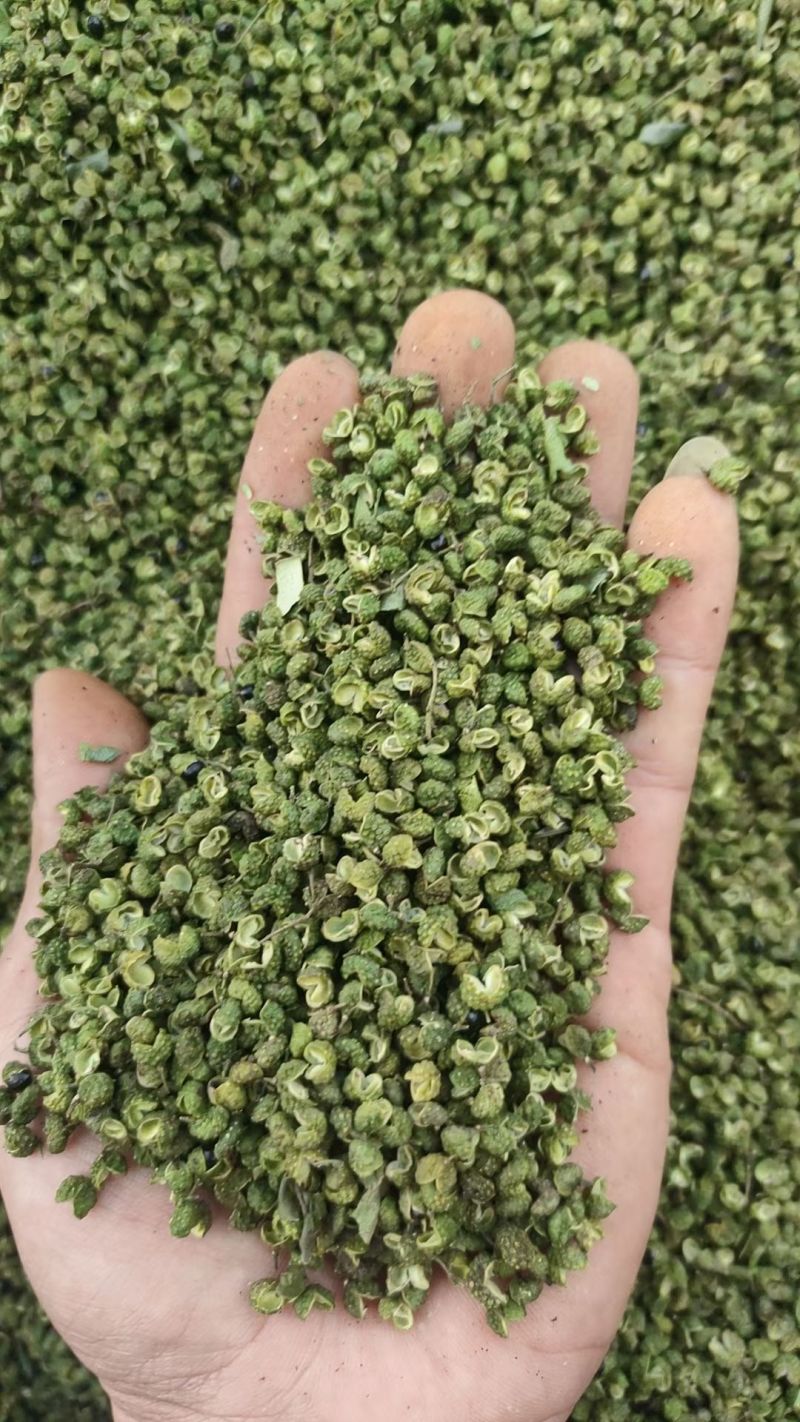 云南昭通青花椒大量上市需要的联系批发零售代办。