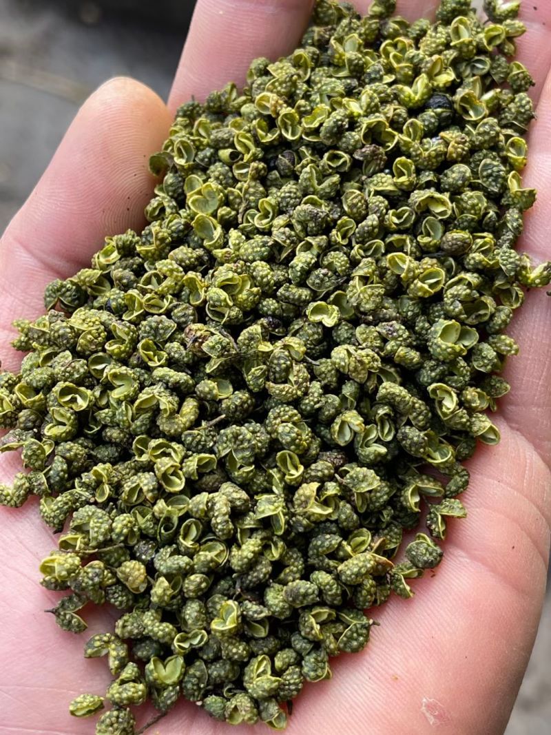 云南昭通青花椒大量上市需要的联系批发零售代办。