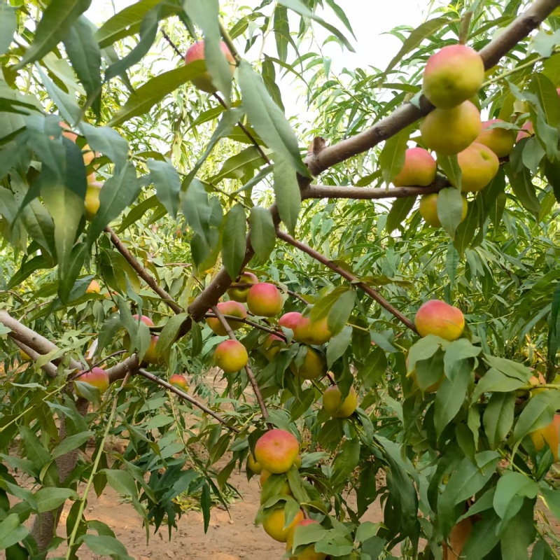 珍珠枣油桃商品，精心挑选