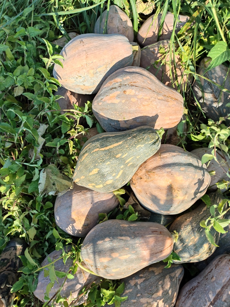 香芋南瓜