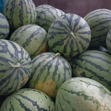 新鲜西瓜现採摘