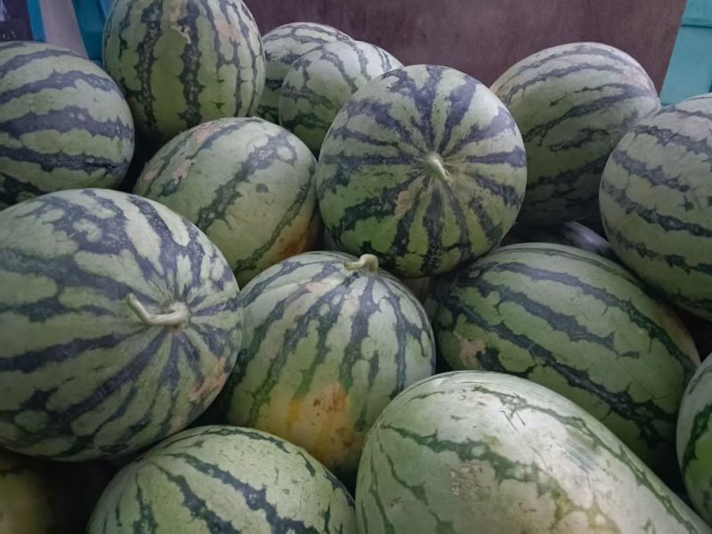新鲜西瓜现採摘