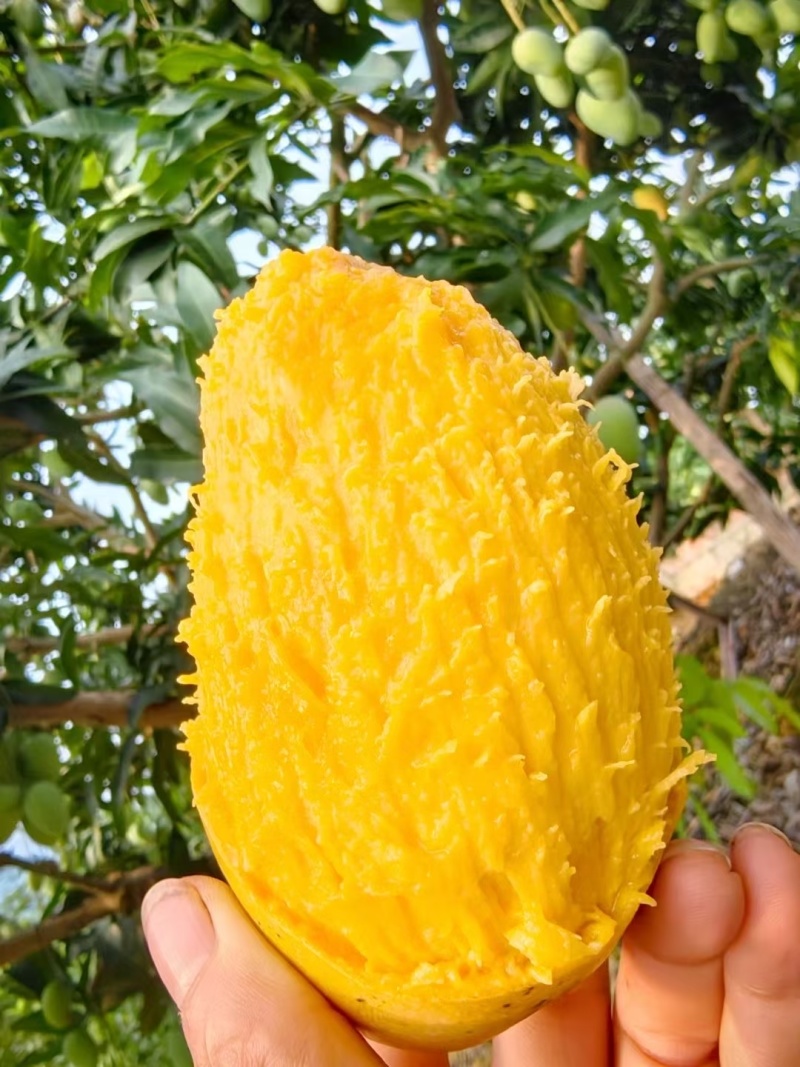 金煌芒