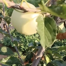 辽宁绥中产地岳艳月宴苹果大量上市