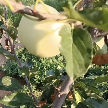 辽宁绥中产地岳艳月宴苹果大量上市