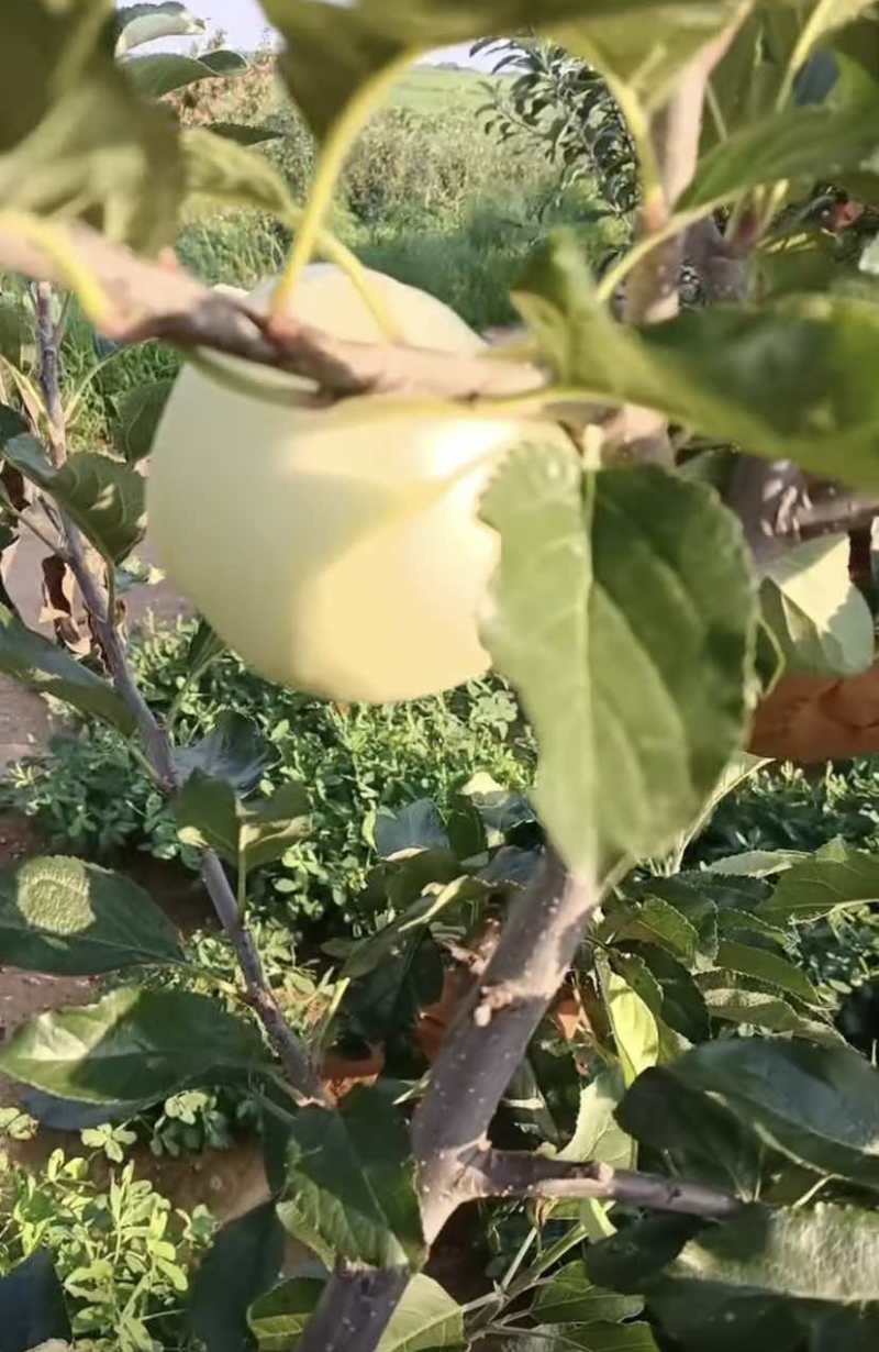 辽宁绥中产地岳艳月宴苹果大量上市