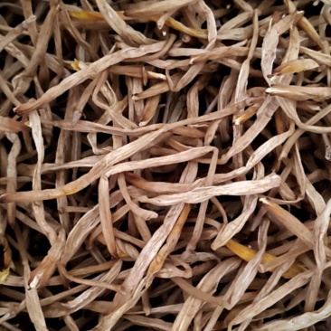 甘肃庆阳黄花菜