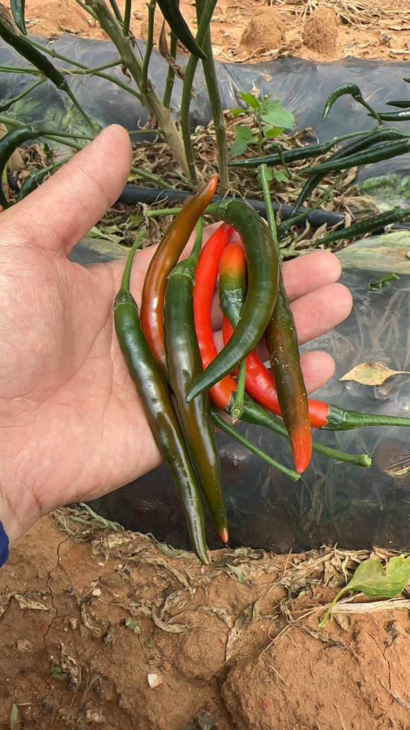 鲜货小米辣、酱菜朝天椒大量上市