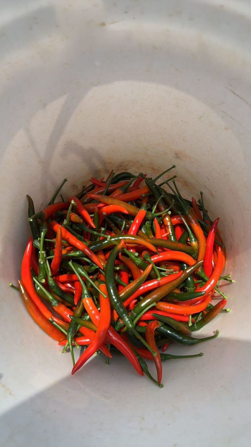 鲜货小米辣、酱菜朝天椒大量上市