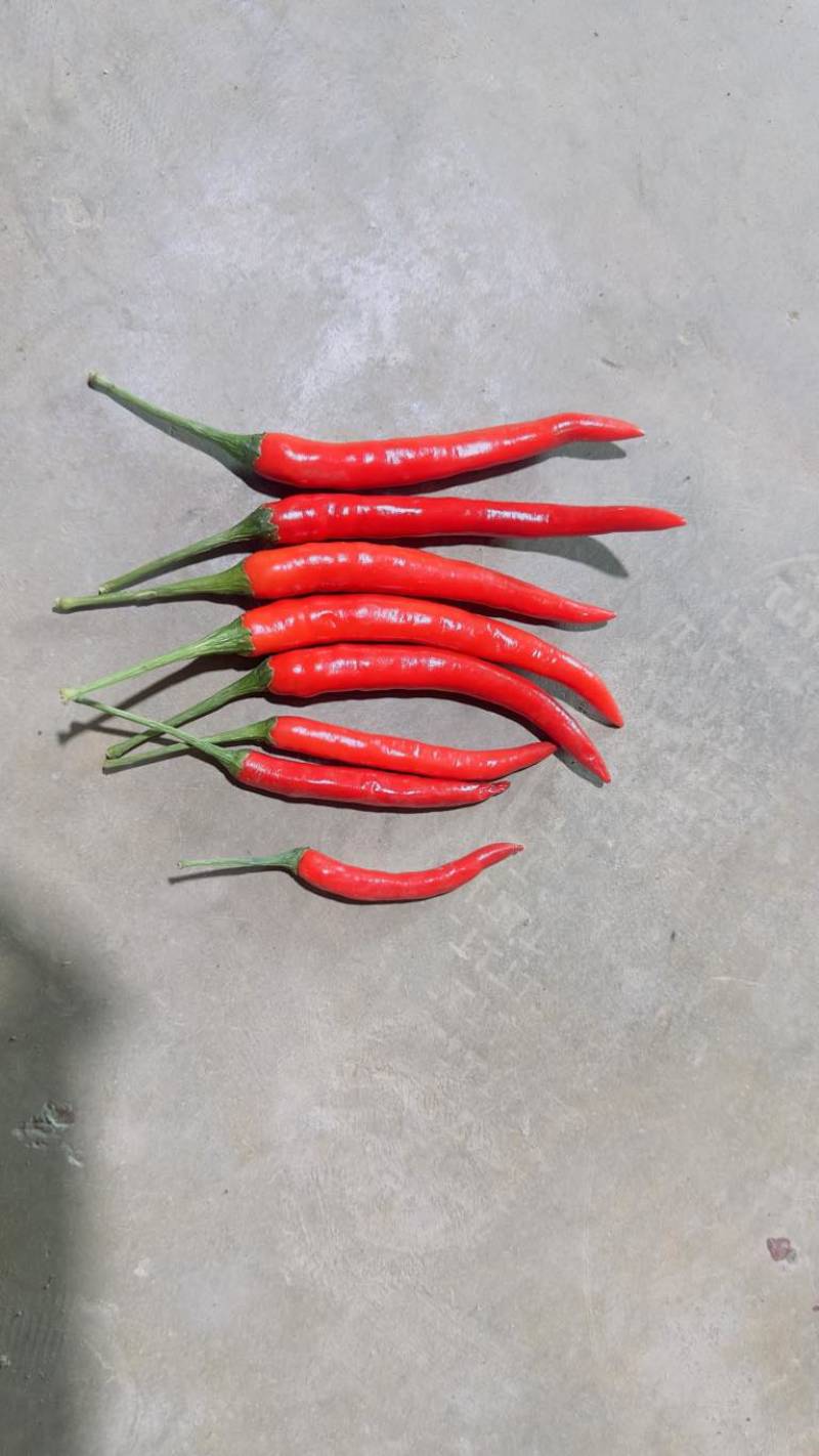 鲜货小米辣、酱菜朝天椒大量上市