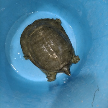 纯野生大甲鱼，一只，2.5斤，有意者联系