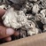 新疆巴楚野生蘑菇