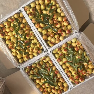 大荔冬枣