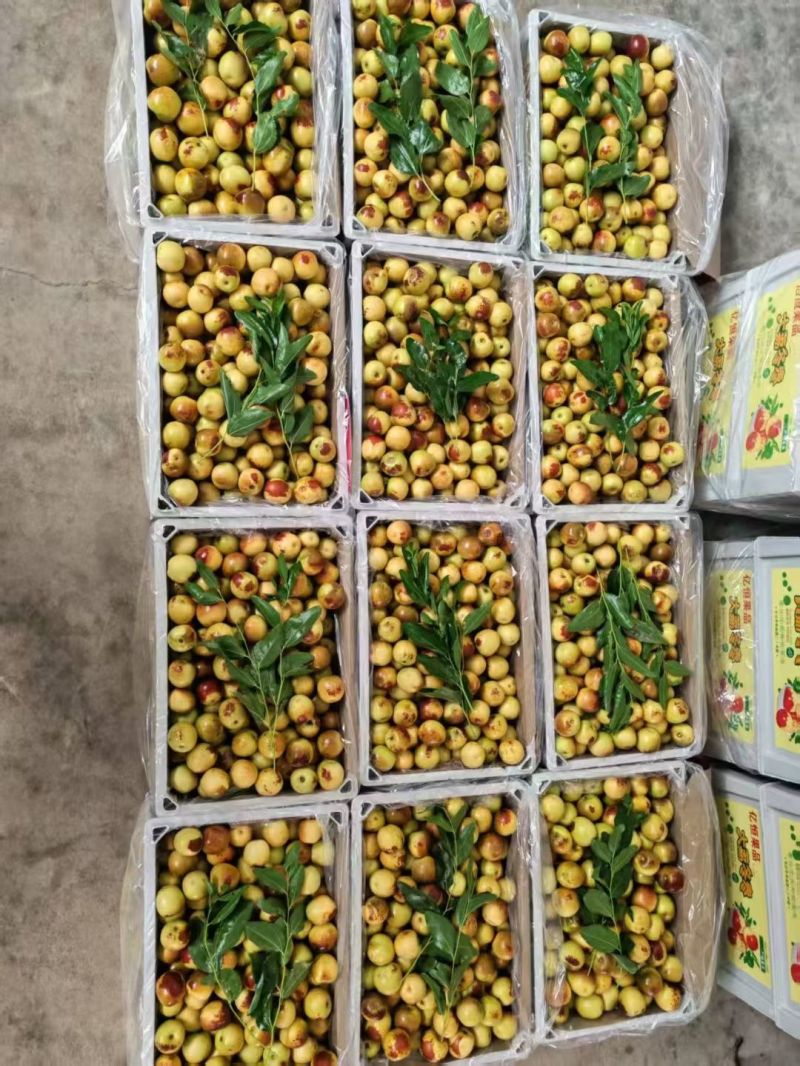 大荔冬枣
