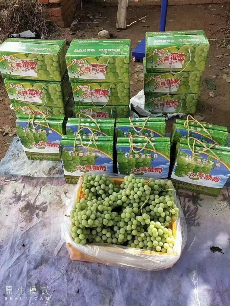 大青葡萄，皮薄肉厚