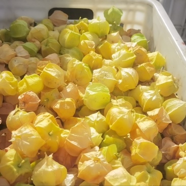 呼伦贝尔莫旗菇娘果