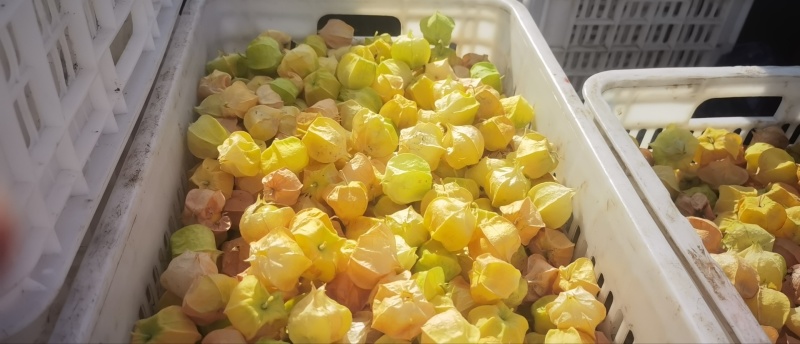 呼伦贝尔莫旗菇娘果