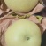 秋月梨