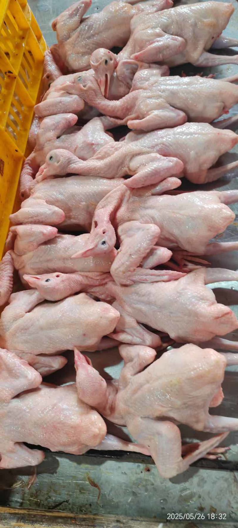 全净膛精品乳鸽，资质齐全，可供港澳