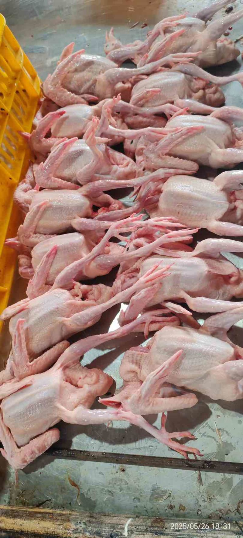 全净膛精品乳鸽，资质齐全，可供港澳