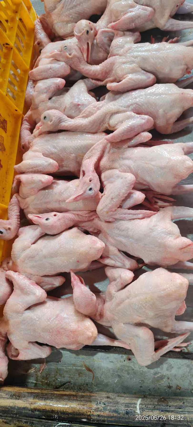 全净膛精品乳鸽，资质齐全，可供港澳