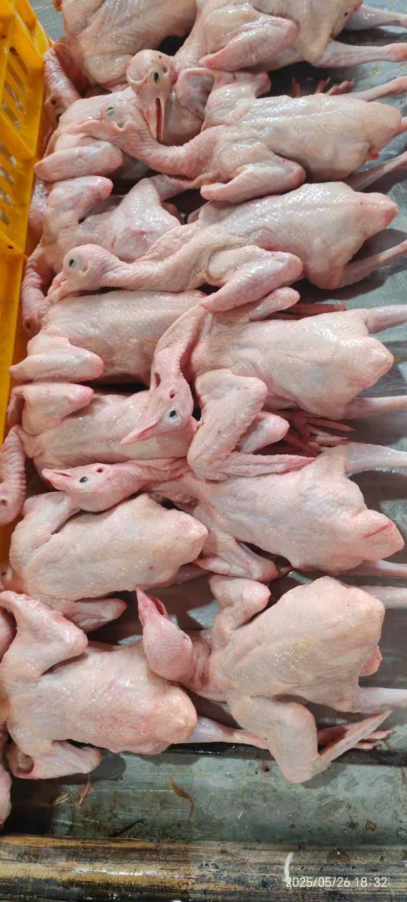 全净膛精品乳鸽，资质齐全，可供港澳