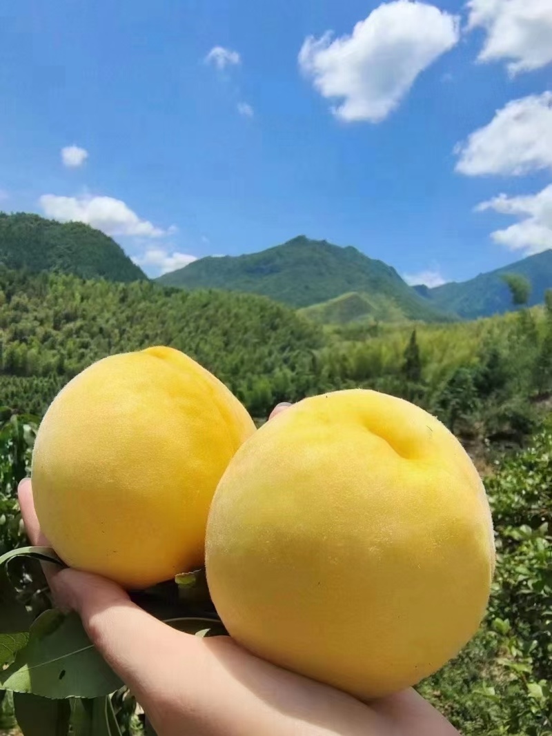 炎陵黄桃