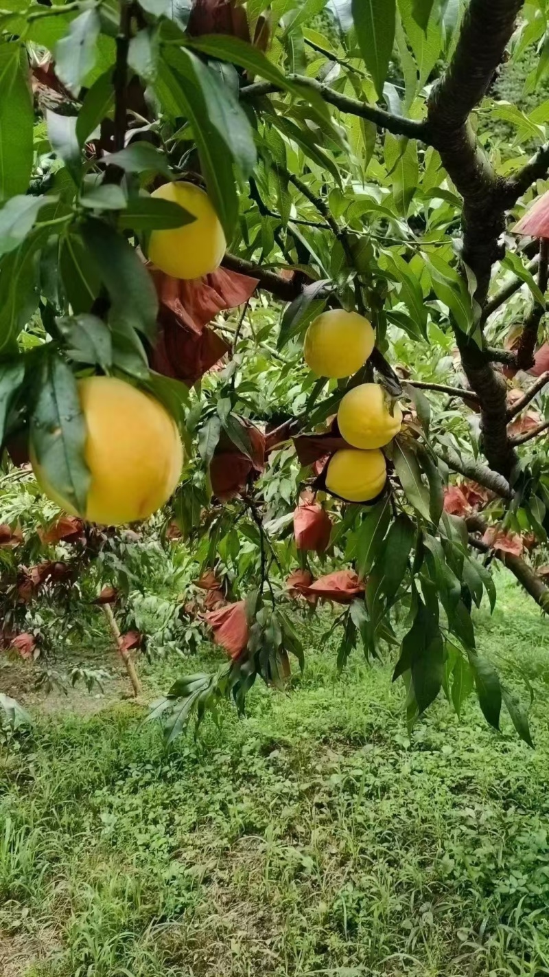 炎陵黄桃