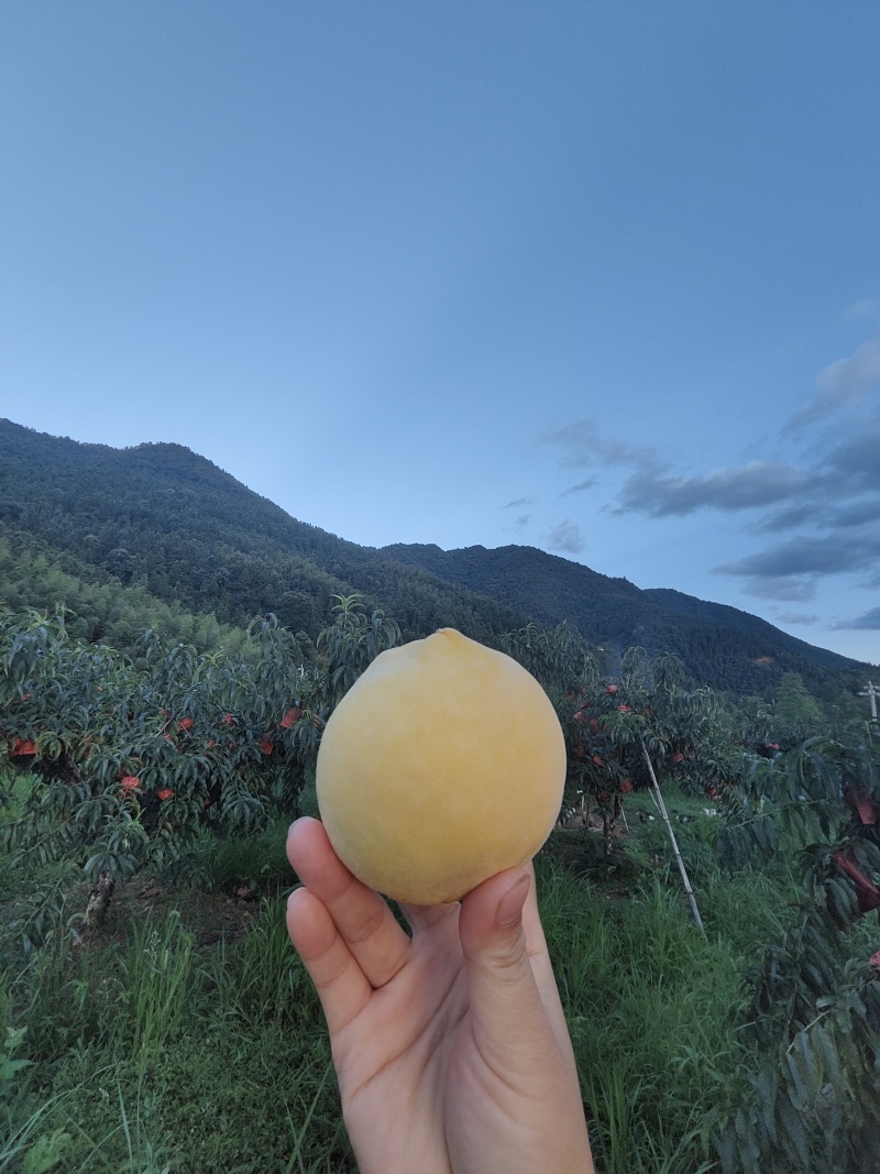 炎陵黄桃