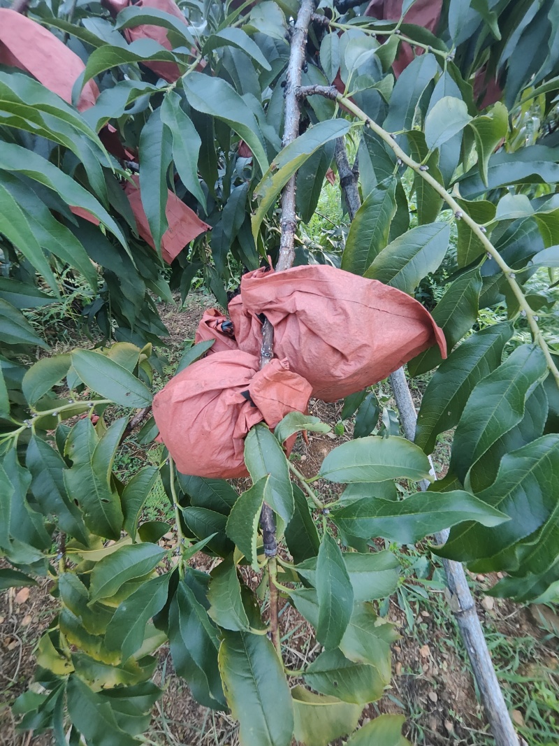 炎陵黄桃