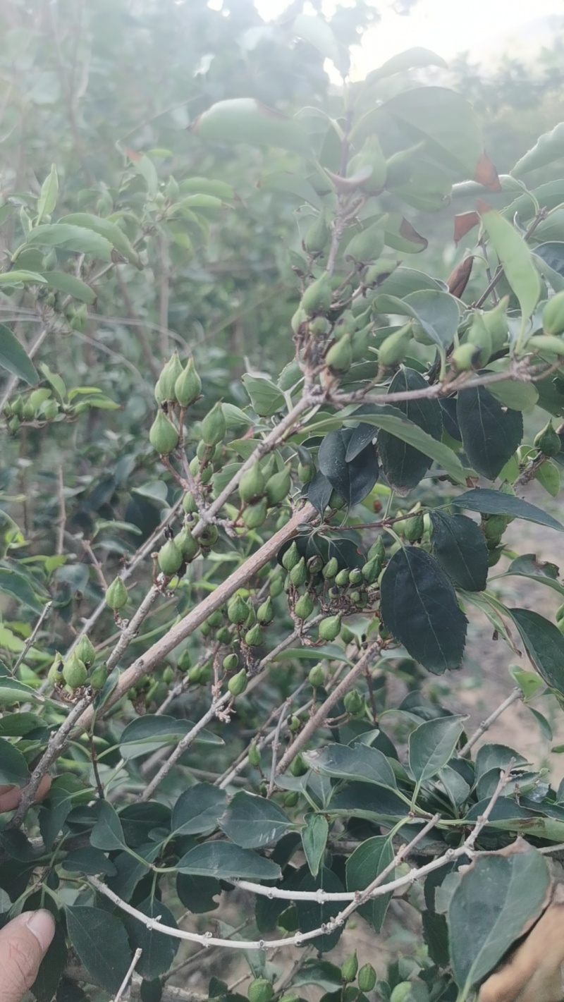 连翘