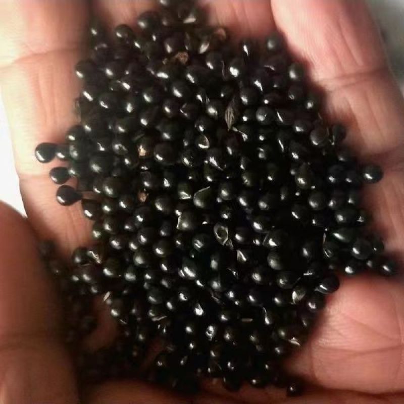 7年大叶白鲜皮种子