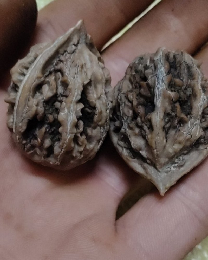 商洛山阳野核桃
