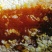 米仓大巴山土蜂蜜