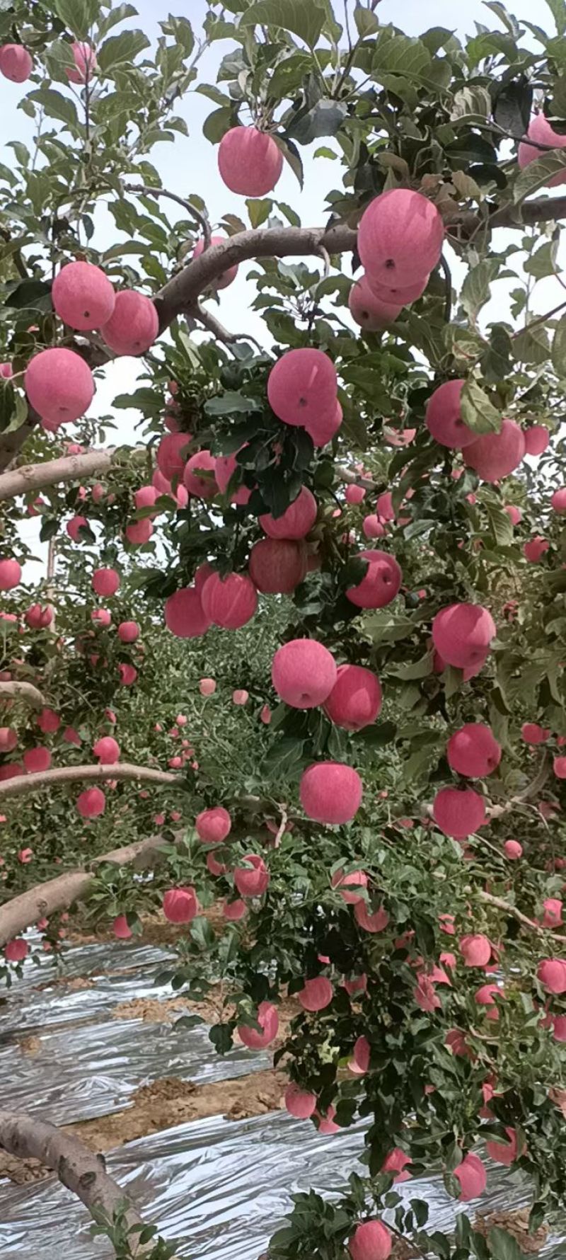 甘肃天水花牛，红富士